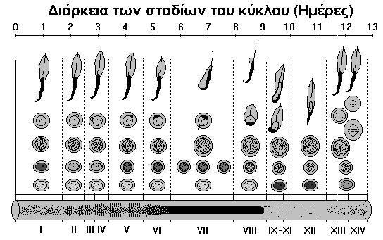 64 Α.5.4. Ο κύκλος του σπερματοφόρου επιθηλίου Τα κύτταρα κατά τη διάρκεια της σπερματογένεσης δεν κατανέμονται τυχαία στο επιθήλιο, αλλά οργανώνονται σε καθορισμένους συνδυασμούς κυττάρων (στάδια).