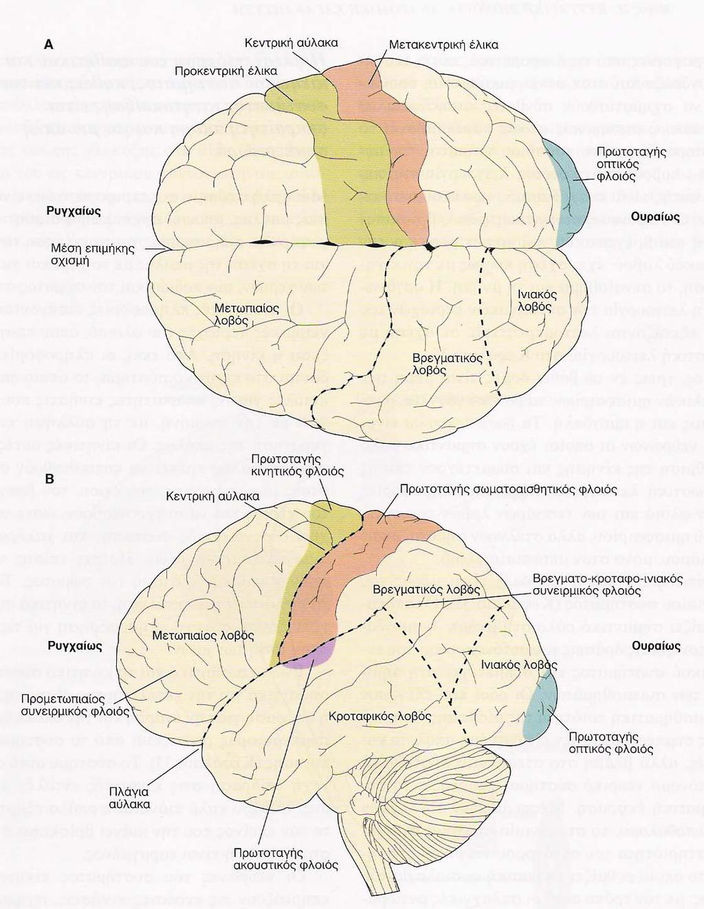 Σχήμα 3Α,Β. Εγκεφαλικός φλοιός και αισθητικές περιοχές, πηγή: [1] Οι πληροφορίες από τις διάφορες αυτές αισθήσεις συνδυάζονται στον συνειρμικό φλοιό, προκειμένου να σχηματισθούν σύνθετες αντιλήψεις.