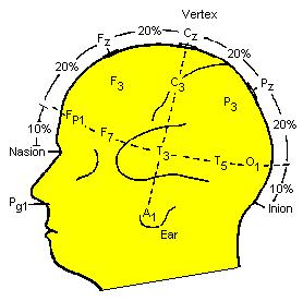 Σχήμα 4. Σύστημα τοποθέτησης ηλεκτροδίων 1-2 Τα ηλεκτροεγκεφαλικά σήματα που καταγράφονται είναι πολύ χαμηλού πλάτους (π.χ. 1-1μV για ένα υγειή ενήλικα), για αυτό το λόγο είναι ανάγκη να ενισχυθούν τεχνητά.