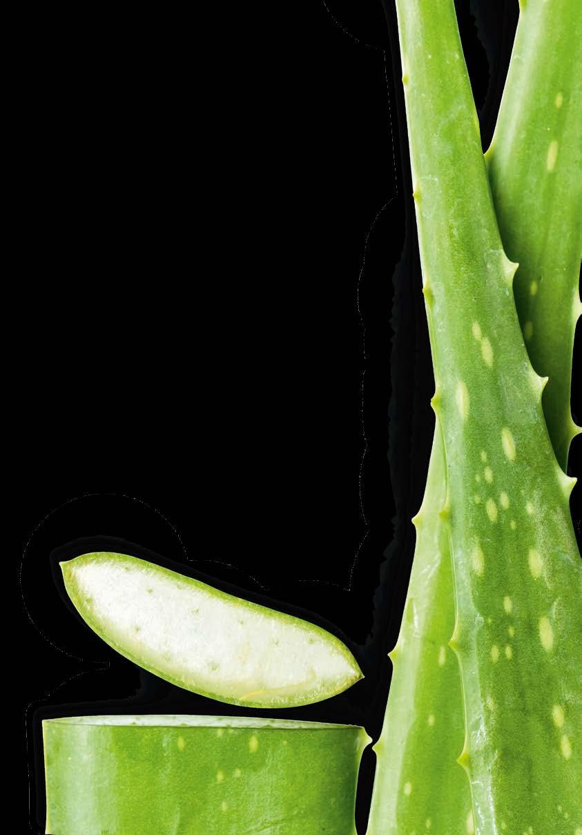 Η υψηλή περιεκτικότητα σε καθαρό Gel του φύλλου Aloe Vera αποτελεί τη βάση για γρήγορη, φυσική περιποίηση και ανάπλαση: