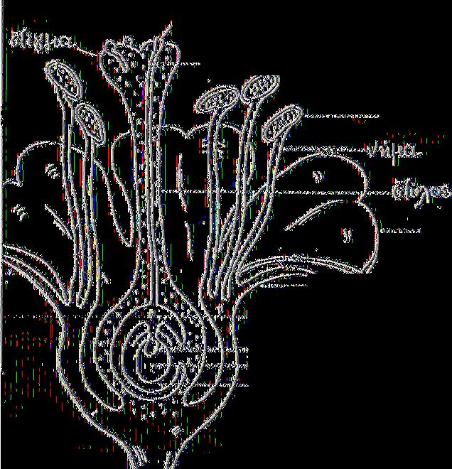 υύο5 όξουςχ5 /Μ Ουθοδοιχγν ^ Ί ϊ ΙΛΑ^ Η επικονίαση ενός άνθους δεν προϋποθέτει πάντοτε και γονιμοποίηση του.