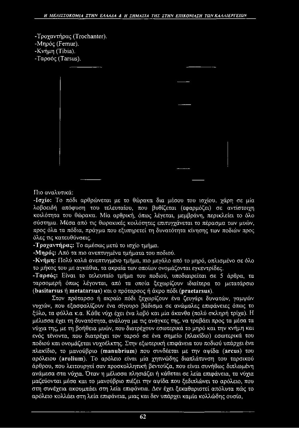 Η ΜΕΛΙΣΣΟΚΟΜΙΑ ΣΤΗ Ν ΕΛΛΑΔΑ & Η ΣΗΜΑΣΙΑ ΤΗΣ ΣΤΗΝ ΕΠΙΚΟΝΙΑΣΗ ΤΩΝ ΚΑΛΛΙΕΡΓΕΙΩΝ -Τροχαντήρας (Trochanter). -Μηρός (Femur). -Κνήμη (Tibia). -Ταρσός (Tarsus).