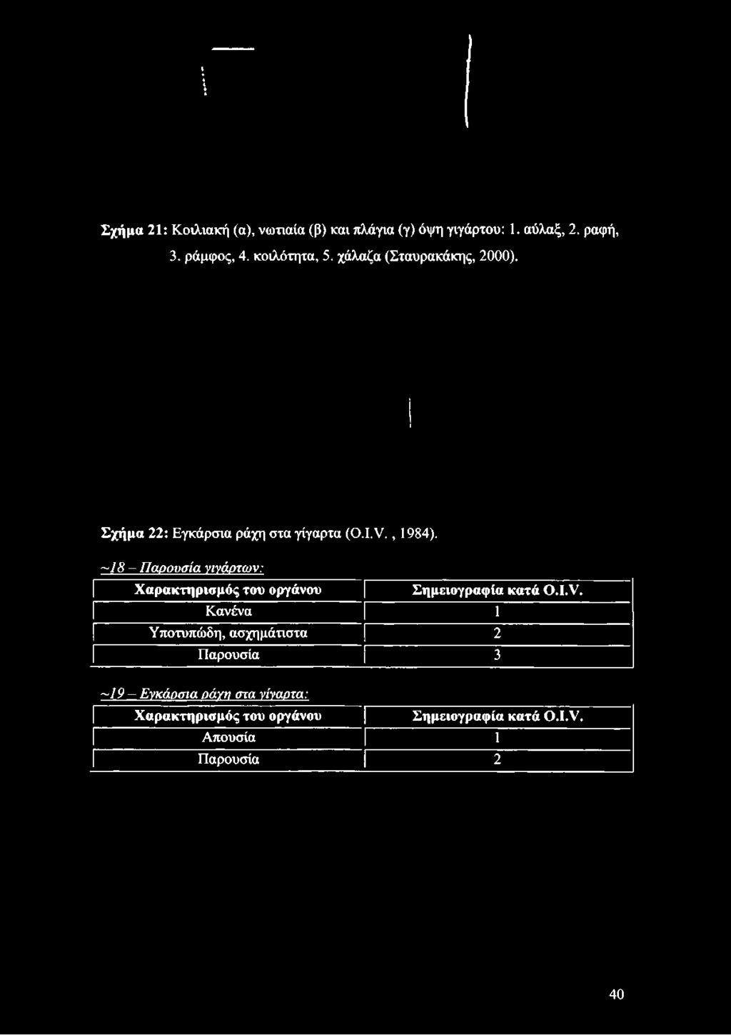 ραφή, 3. ράμφος, 4. κοιλότητα, 5.