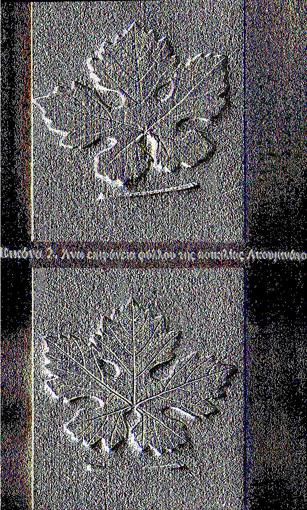 Εικόνα 3. Άνω επιφάνεια φύλλου της ποικιλίας Ακουμινάτο 4.1.