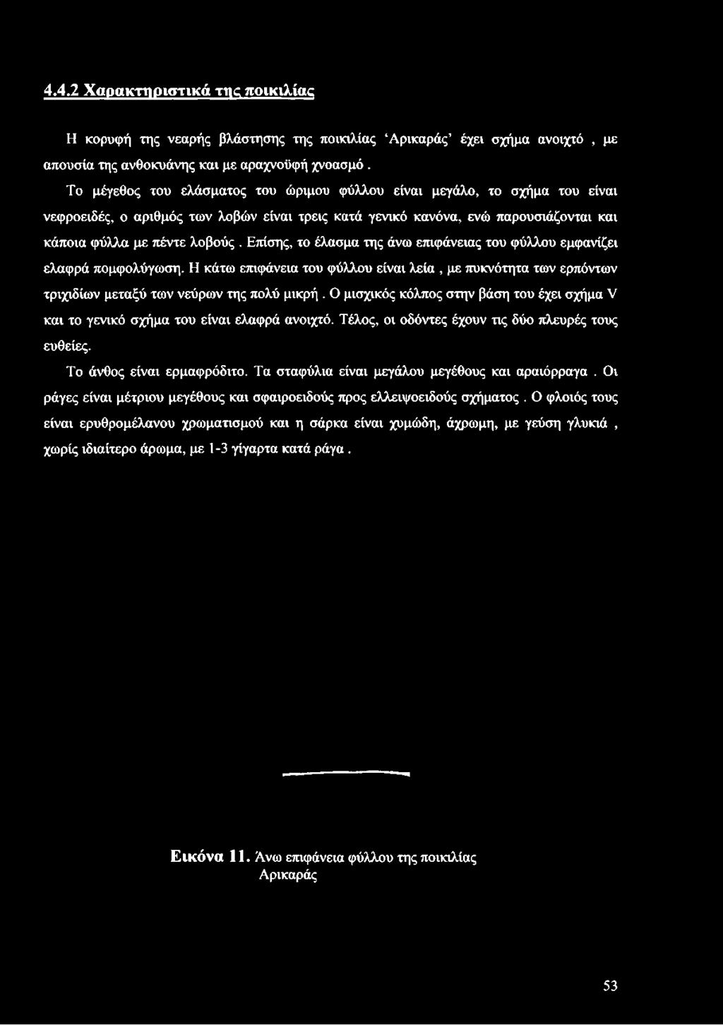 φύλλα με πέντε λοβούς. Επίσης, το έλασμα της άνω επιφάνειας του φύλλου εμφανίζει ελαφρά πομφολύγωση.