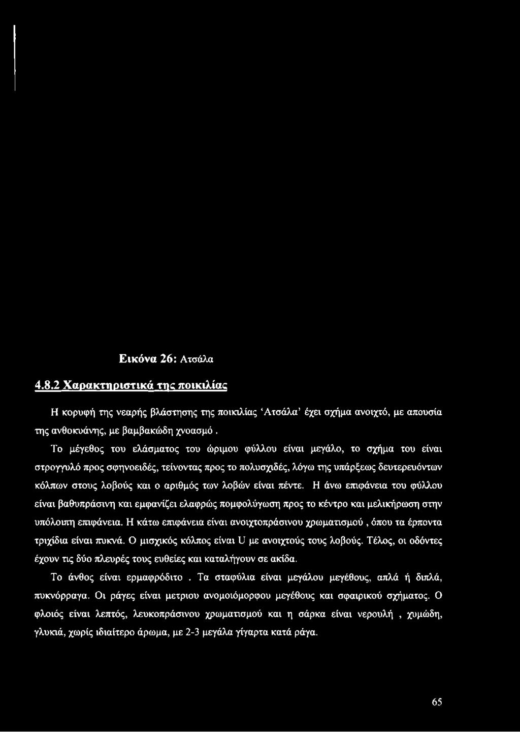 Εικόνα 26: Ατσάλα 4.8.2 Χαρακτηριστικά της ποικιλίας Η κορυφή της νεαρής βλάστησης της ποικιλίας Ατσάλα έχει σχήμα ανοιχτό, με απουσία της ανθοκυάνης, με βαμβακώδη χνοασμό.