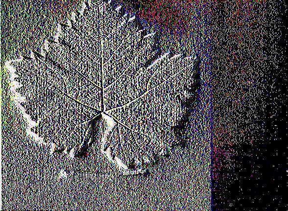 Εικόνα 27. Άνω επιφάνεια φύλλου της ποικιλίας Ατσαλα Εικόνα 27.