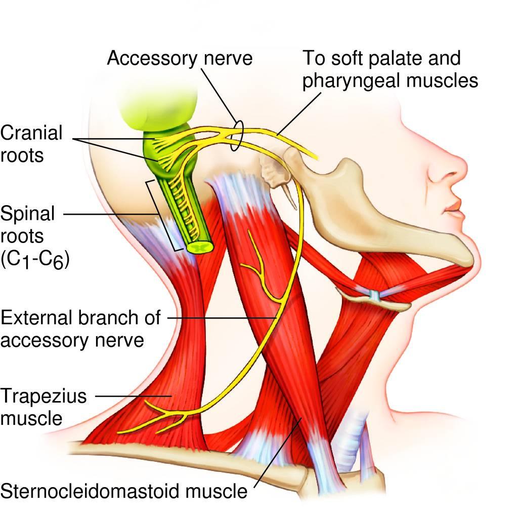 το πνευμονογαστρικό και ο έξω κλάδος (νωτιαία μοίρα) νευρώνει τον στερνοκλειδομαστοειδή και τον τραπεζοειδή μυ.