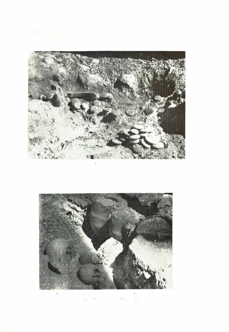 ΠΛΕ 196 13. αναςκαφλι θηρας Πιναξ 113 r * α.