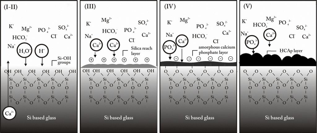 Σχήμα 1.1. Σχηματική αναπαράσταση της αλληλεπίδρασης μεταξύ της επιφάνειας μίας άμορφης πυριτικής υάλου και διαλύματος SBF για το σχηματισμό στρώματος απατίτη [49].