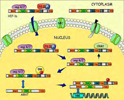 Ε 1.6: Β HIF-1 MAPK. Η φωσφορυλίωση του HIF-1α από την p42/44 ΜΑΡΚ αναστέλλει την αλληλεπίδρασή του με τη CRM1.