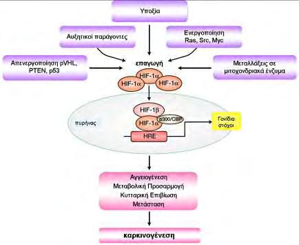 Η απορύθμιση σημαντικών σηματοδοτικών μονοπατιών επίσης συμβάλλει στην υπερέκφραση του HIF-1α και την ενεργοποίηση του HIF-1 στον καρκίνο.