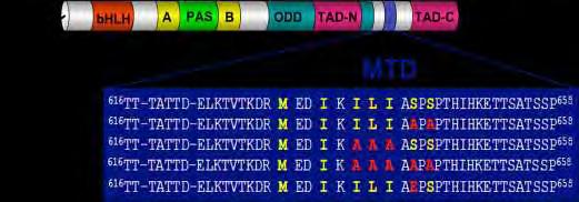 2. ΣΚΟΠΟΣ Μέχρι τώρα ο αγρίου τύπου HIF-1α και οι μεταλλαγμένες μορφές του SA, SE, IA και IA/SA (Εικ. 2.1) εκφράζονταν σε κύτταρα θηλαστικών με παροδική επιμόλυνση σε σύντηξη με την GFP αλληλουχία.