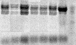 1-flagc, θα προκύψουν δύο τμήματα DNA μεγέθους 5.500 και 2.