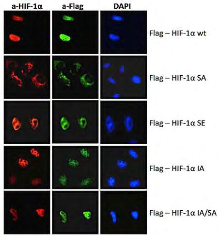 Σύμφωνα με τα αποτελέσματα, όλες οι μορφές του HIF-1α εκφράζονται σε κύτταρα HeLa όπου ο αγρίου τύπου HIF-1α εκφράζεται σε μεγαλύτερο βαθμό από τις μεταλλαγμένες μορφές του οι οποίες μεταξύ τους