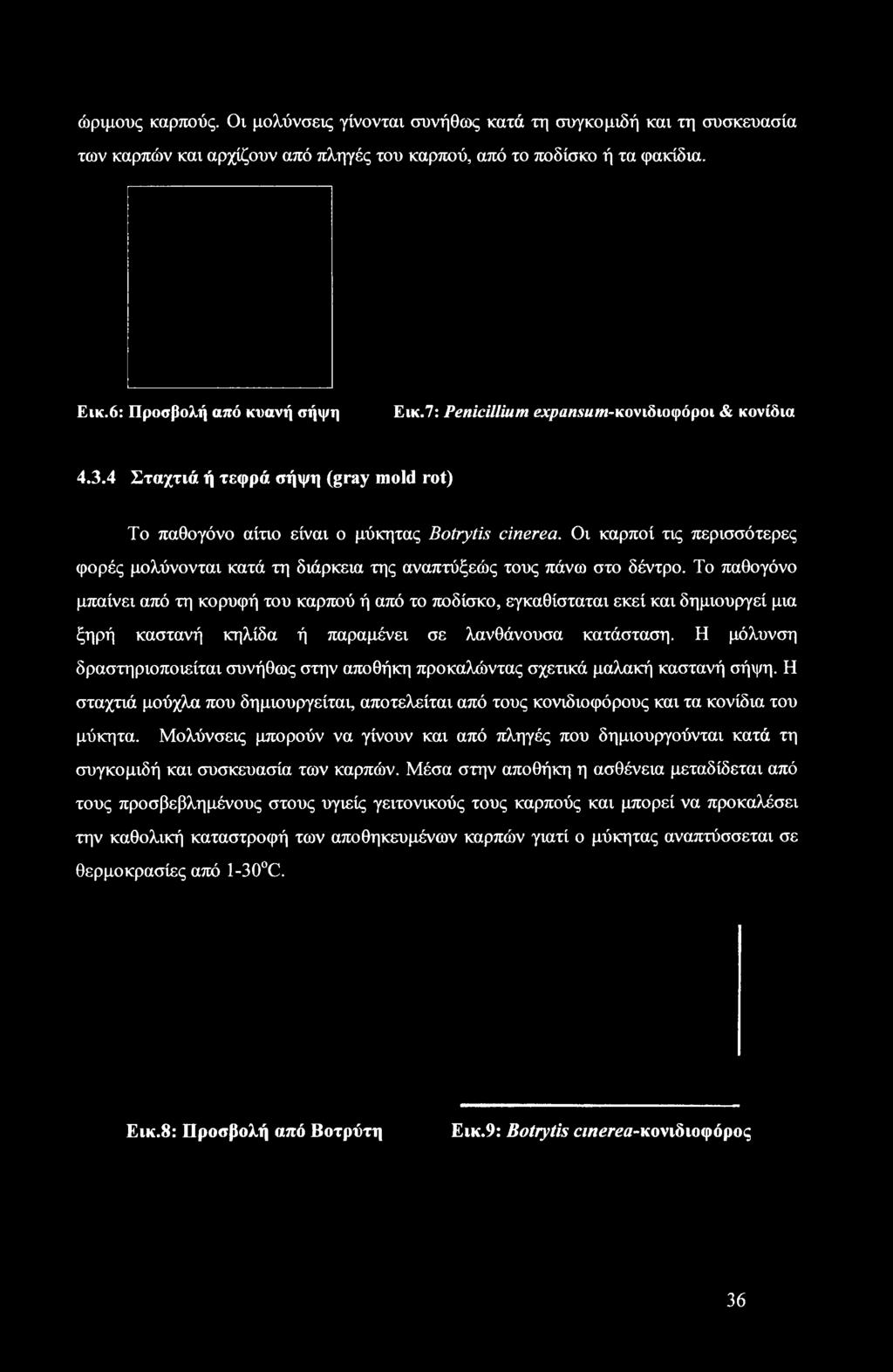 Η μόλυνση δραστηριοποιείται συνήθως στην αποθήκη προκαλώντας σχετικά μαλακή καστανή σήψη. Η σταχτιά μούχλα που δημιουργείται, αποτελείται από τους κονιδιοφόρους και τα κονίδια του μύκητα.