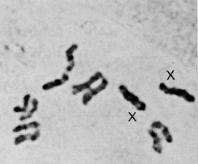 εκτός της κυτταρογενετικής μελέτης πραγματοποιήθηκε και μοριακή μελέτη του C. fasciventris μέσω της προσπάθειας ανάλυσης του μιτοχονδριακού του γονιδιώματος. 4.1 Σύγκριση μιτωτικών καρυοτύπων C.