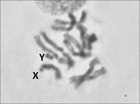γ. δ. Εικόνα 44: α. μιτωτικός καρυοτύπος θηλυκού ατόμου C. fasciventris, β. μιτωτικός καρυοτύπος θηλυκού ατόμου C. capitata (Zacharopoulou, 1986), γ. μιτωτικός καρυοτύπος αρσενικού ατόμου C.