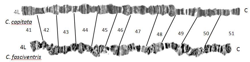 Πιο αναλυτικά, και οι δύο βραχίονες (L, R) των χρωμοσωμάτων 2, 4, και 6 εμφανίζουν απόλυτη ομολογία με τους αντίστοιχους του είδους C. capitata (εικόνα 46).