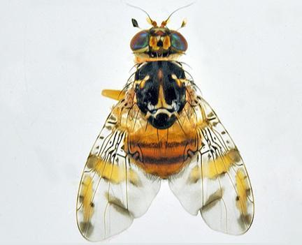 Εικόνα 4: Ενήλικο άτομο του είδους C. capitata. (http://waynesword.palomar.edu/redmite6.htm) Η συστηματική του κατάταξη δίνεται στον πίνακα 1. Πίνακας 1: Συστηματική κατάταξη του είδους C. capitata. Βασίλειο Animalia Φύλο Arthropoda Κλάση Insecta Τάξη Diptera Οικογένεια Tephritidae Γένος Ceratitis Είδος C.