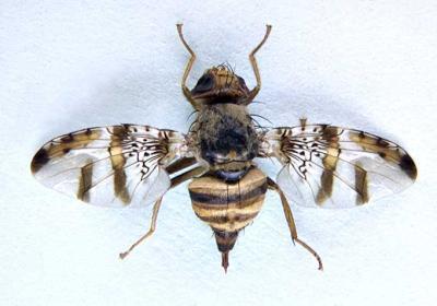 , 2006), το οποίο είναι ευρύτερα γνωστό ως «σύμπλεγμα FAR», είναι μια ομάδα από αφρικάνικες μύγες των φρούτων συμπεριλαμβανομένου του σημαντικού παρασίτου Ceratitis rosa και των μορφολογικά