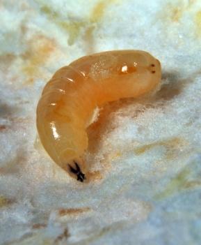 α. β. Εικόνα 9: α. προνύμφη (larva) και β. νύμφη (pupa) του γένους Ceratitis. (http://creationwiki.org/mediterranean_fruit_fly,https://www.flickr.