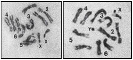Εικόνα 11: Μεταφασικoί πυρήνες εγκεφαλικών γαγγλίων προνυμφών B. oleae. α) Θηλυκό, β) Αρσενικό άτομο. α. β. α. β. Εικόνα 12: Μεταφασικοί πυρήνες εγκεφαλικών γαγγλίων προνυμφών R. cerasi.