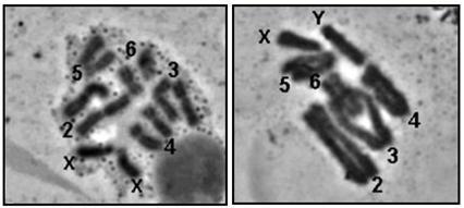Στους πολυταινικούς πυρήνες όλων των ειδών της οικογένειας Tephritidae που εξετάστηκαν, εντοπίζονται πέντε χρωμοσώματα (Bedo 1986, 1987, Zacharopoulou, 1987, 1990, Mavragani-Tsipidou et al.