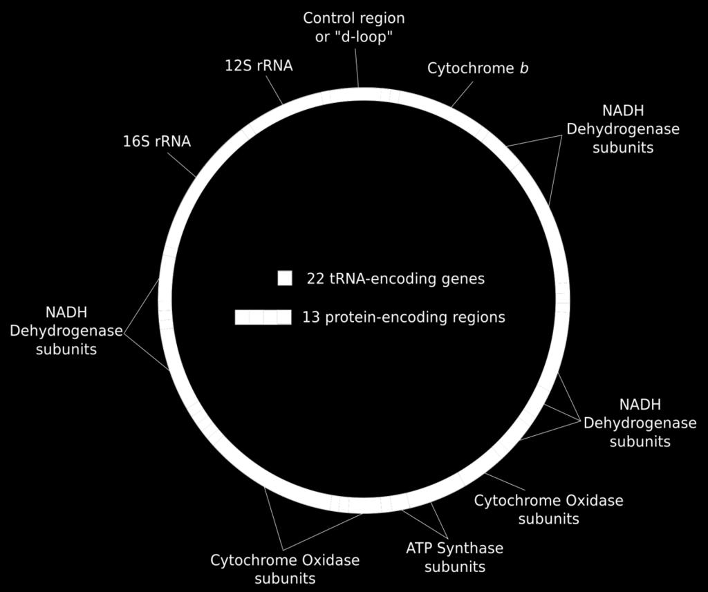 Εικόνα 16: Γενική δομή μιτοχονδριακού DNA στα είδη του ζωικού Βασιλείου (https://en.wikipedia.org/wiki/mitochondrial_dna) 1.7.