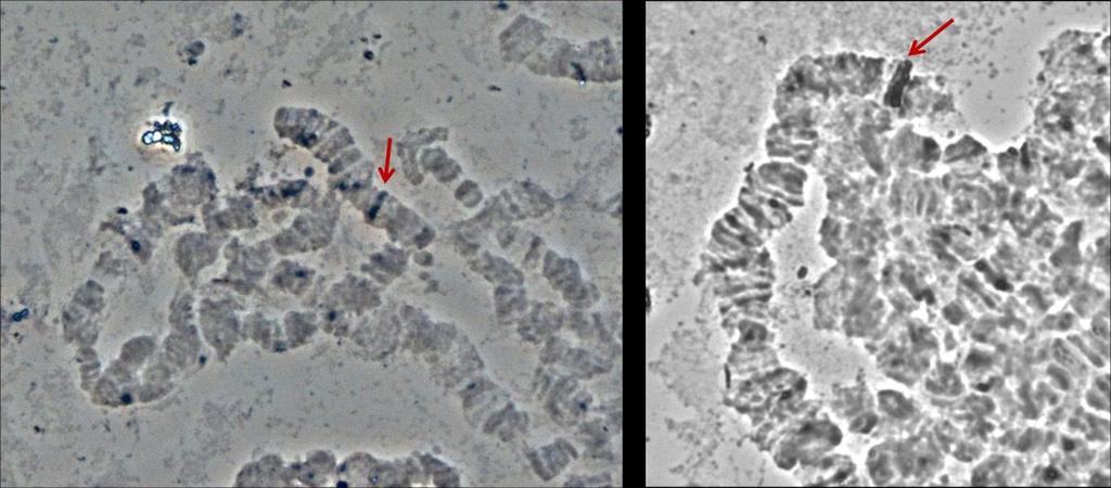 Εικόνα 32: Υβριδισμός του γονιδίου sxl στα πολυταινικά χρωμοσώματα σιαλογόνων αδένων του C. fasciventris.