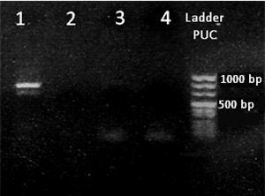 Εικόνα 36: Ηλεκτροφόρηση σε πηκτή αγαρόζης 0,8% (w/v). Προϊόντα πολυμερισμού τμημάτων του μιτοχονδριακού DNA του είδους C. fasciventris.