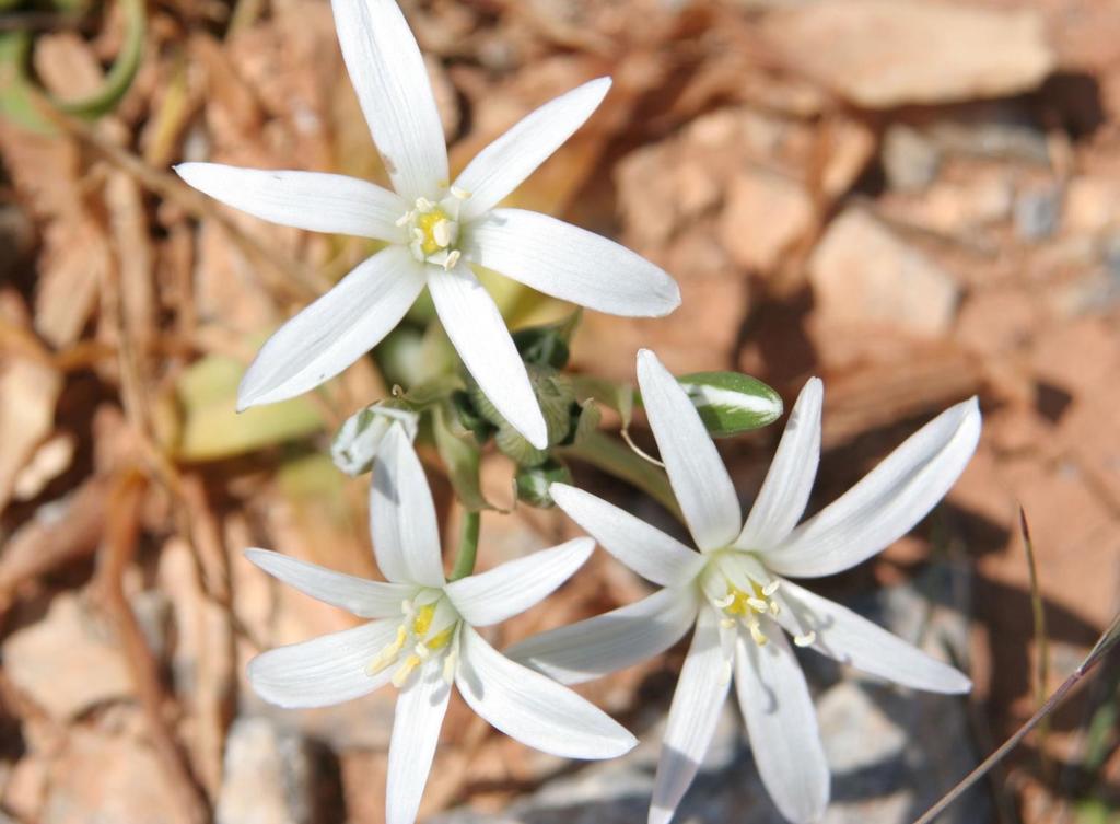 Ornithogalum