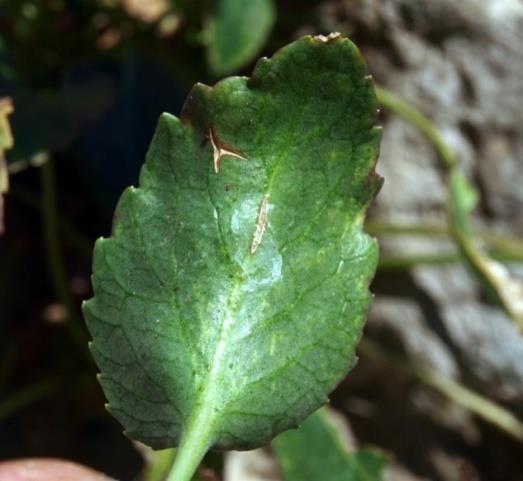 6.2.3 Περιγραφή του είδους Campanula versicolor Το είδος αυτό, μέλος του γένους Campanula είναι πολυετές, ενδημικό, χασμοφυτικό φυτό, ανήκει στα αγριολούλουδα της Ελλάδας και φτάνει σε ύψος από
