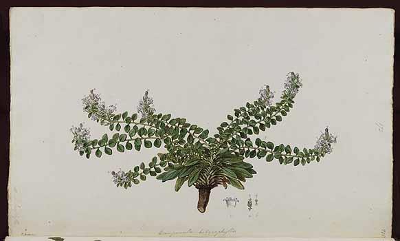 Καρπός: Ο καρπός του είδους είναι κάψα. Εικόνα 4,5: O σπόρος της Campanula versicolor (Sibthrop, J., Smith, J.E., FloraGraeca (drawings), vol. 3 (1819)/www.plantillustrations.