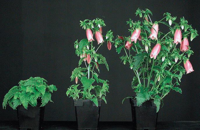 6.4. Απαιτήσεις των φυτών του γένους Campanula και ειδικά της Campanula versicolor 6.4.1 Απαιτήσεις του γένους Campanula Φως-Θερμοκρασία: To φώς επιδρά σημαντικά στα φυτά του γένους Campanula.