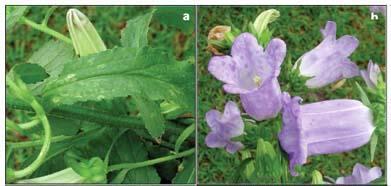 6.7 Aσθένειες - Εχθροί Οι ασθένειες που προσβάλουν την Campanula versicolor είναι κυρίως ιογενείς ασθένειες των φυτών του γένους Campanula.
