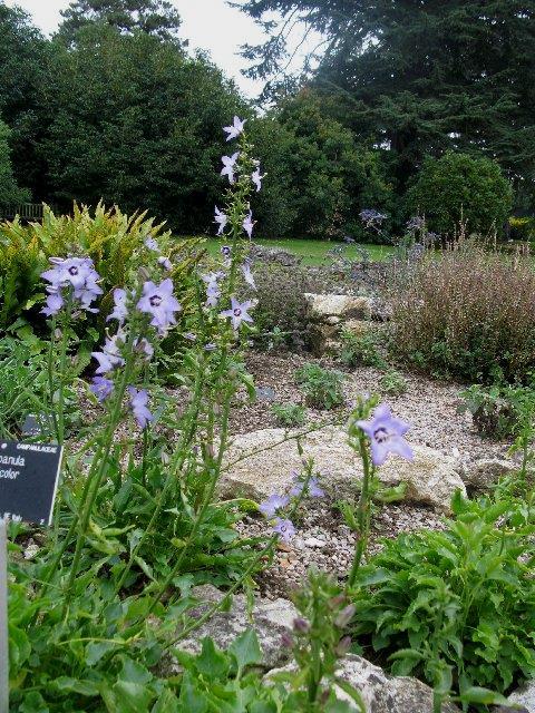 Εικόνες 24,25: Η Campanula versicolor στον βραχόκηπο «Greek Bed» του Cambridge University Αγγλίας. (www.alpinegardensociety.