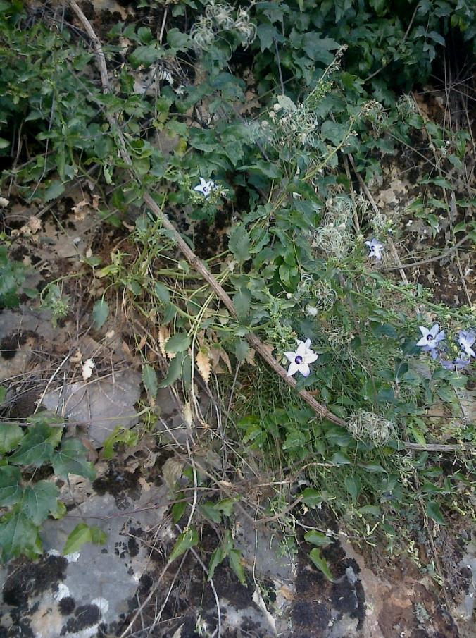 Εικόνα 42: Πλάνο φυτού Campanula versicolor πάνω σε