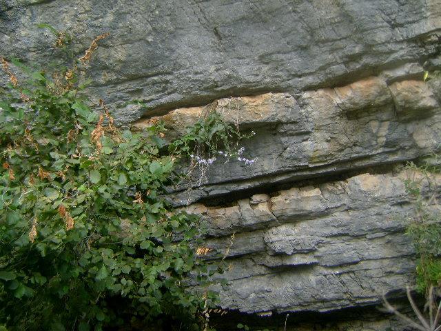 ΠΕΡΙΟΧΗ 3: ΜΟΝΟΔΕΝΔΡΙ Εντοπίστηκε να φύεται σε ένα σημείο πάνω σε βράχο στο επαρχιακό δίκτυο Αρίστης - Μονοδενδρίου σε ηλιόλουστη θέση (Εικόνες 44,45,46).