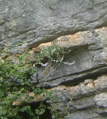 Εικόνα 46: Κοντινό πλάνο φυτού Campanula versicolor πάνω