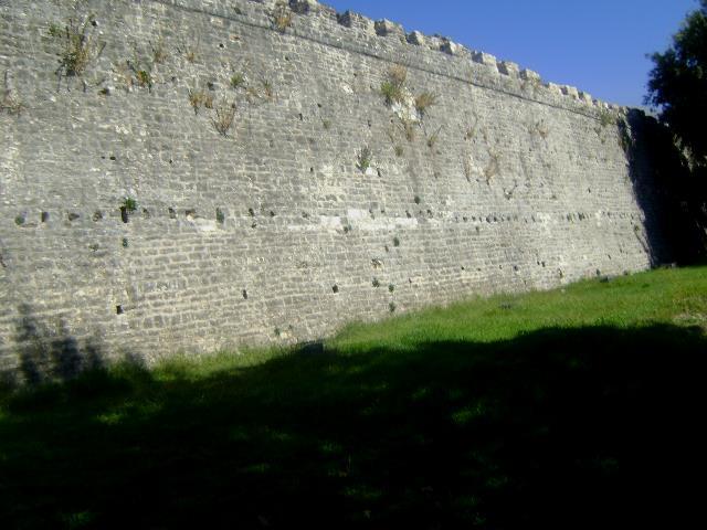 Τοποθεσία i: Κάστρο Ιωαννίνων Τα φυτά φύονταν συχνά σε κορυφαίες θέσεις στα τείχη καθώς