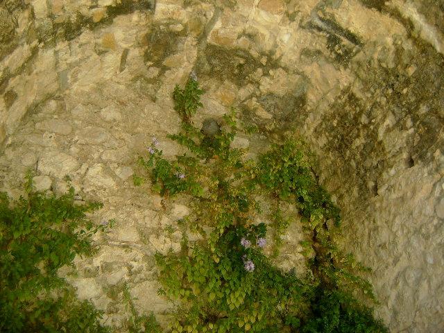 Εικόνα 57: Πλάνο φυτού Campanula versicolor πάνω
