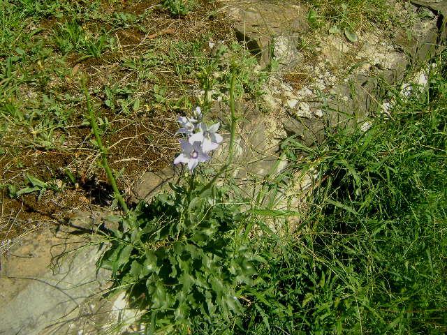Εικόνα 59: Πλάνο φυτού Campanula versicolor πάνω στον