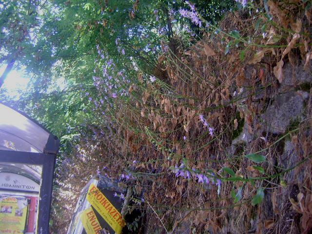ii. Οδός Αβέρωφ, κέντρο Εικόνα 61: Πλάνο φυτού Campanula versicolor