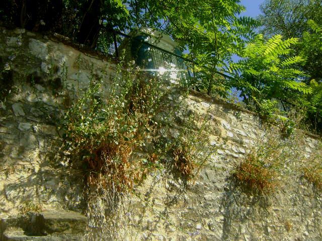 Εικόνα 66: Πλάνο φυτού Campanula versicolor πάνω στον τοίχο