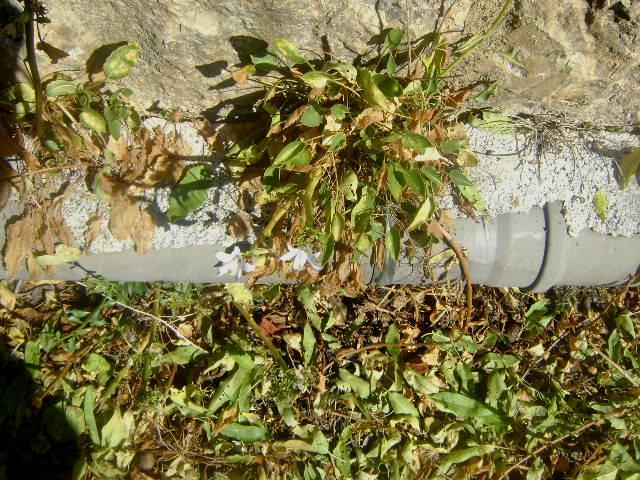 Εικόνα 68: Πλάνο φυτού Campanula versicolor πάνω στον τοίχο