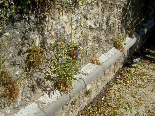 Εικόνα 69: Πλάνο φυτού Campanula versicolor πάνω στον τοίχο 