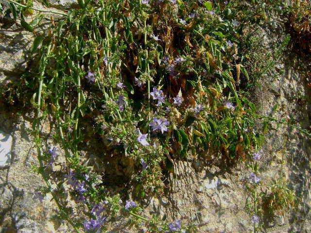 Εικόνα 70: Πλάνο φυτού Campanula versicolor πάνω στον τοίχο