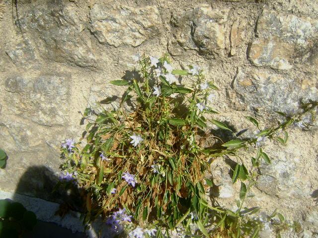 Εικόνα 71: Πλάνο φυτού Campanula versicolor πάνω στον τοίχο 