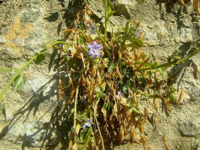 Εικόνα 72: Πλάνο φυτού Campanula versicolor πάνω στον τοίχο